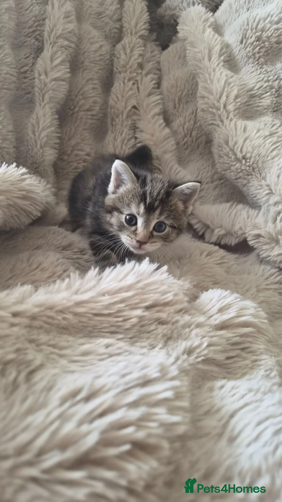 Mixed Breed cats for sale: 3x female kittens  - Advert 4