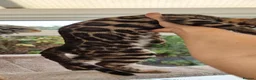 Bengal cats for sale: AVAILABLE NOW Beautiful TICA registered Bengals  - Advert 4