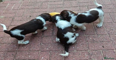 English Springer Spaniel dogs - Advert 3