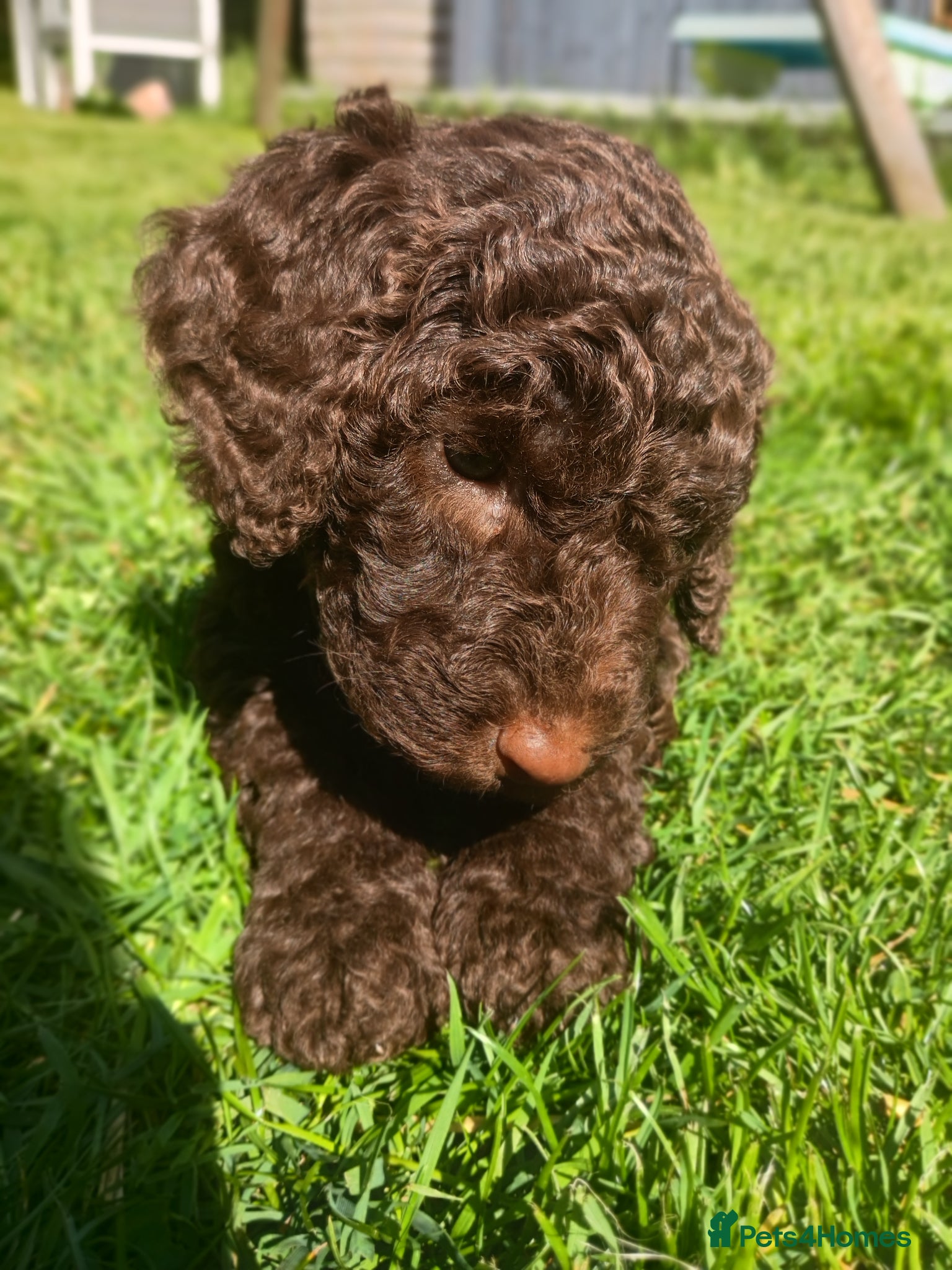 Mixed Breed dogs Beautiful Poodle Puppies 🩷 Health Tested Parents - Advert 7
