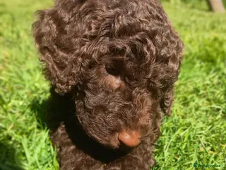 Mixed Breed dogs Beautiful Poodle Puppies 🩷 Health Tested Parents - Advert 7