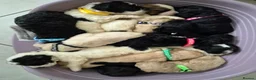 Saint Berdoodle dogs for sale: Miniature F1b Saint Bernadoodles  - Advert 40