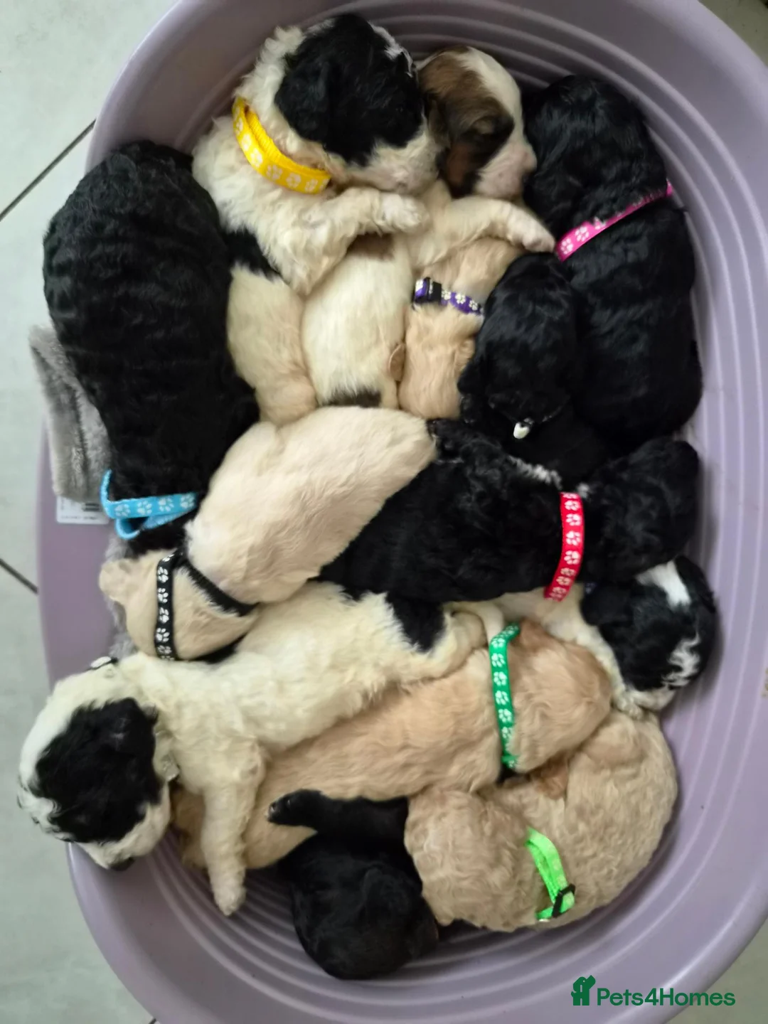 Saint Berdoodle dogs for sale: Miniature F1b Saint Bernadoodles  - Advert 40