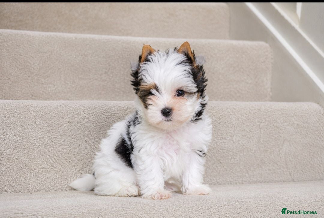 Yorkshire Terrier dogs 🐾 Tiny Yorkshire Terrier Boys – Ready Now 🐾 - Advert 2