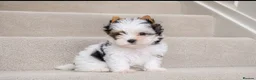 Yorkshire Terrier dogs for sale: 3 Tiny Yorkie Boys – Vaccinated & Ready - Advert 4