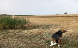 Beagle dogs for sale: 7 month old Beagle for rehoming  - Image 3