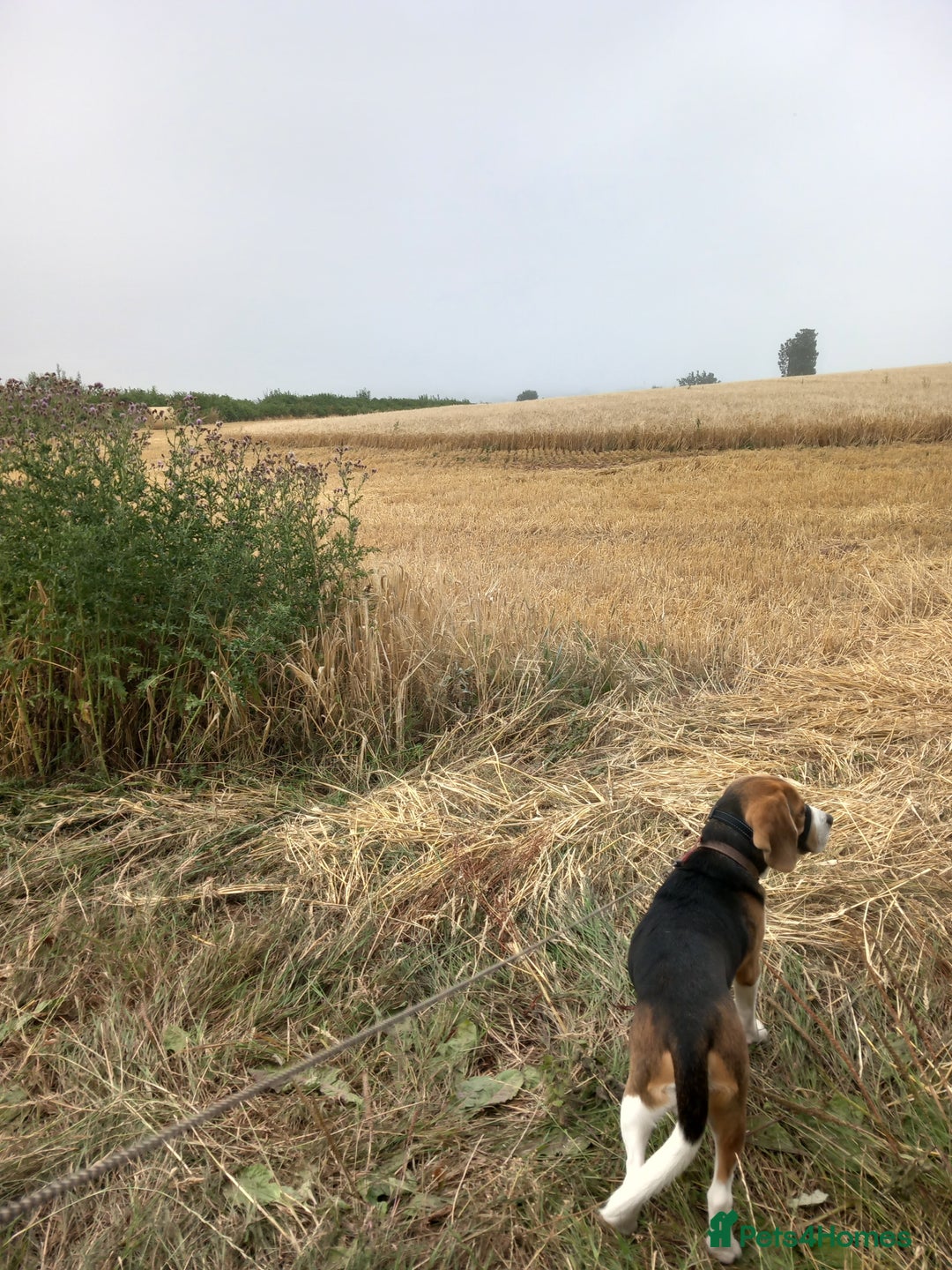 Beagle dogs for sale: 7 month old Beagle for rehoming  - Image 3
