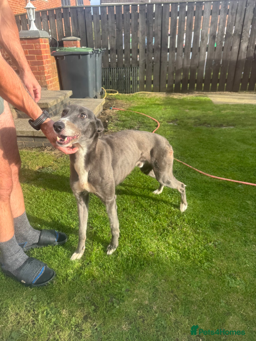 Lurcher dogs for sale: Lurches for sale  - Image 12