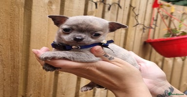 Chihuahua dogs - Advert 4