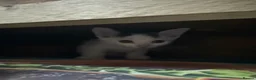 Mixed Breed cats for sale: Mixed breed kittens - Advert 2