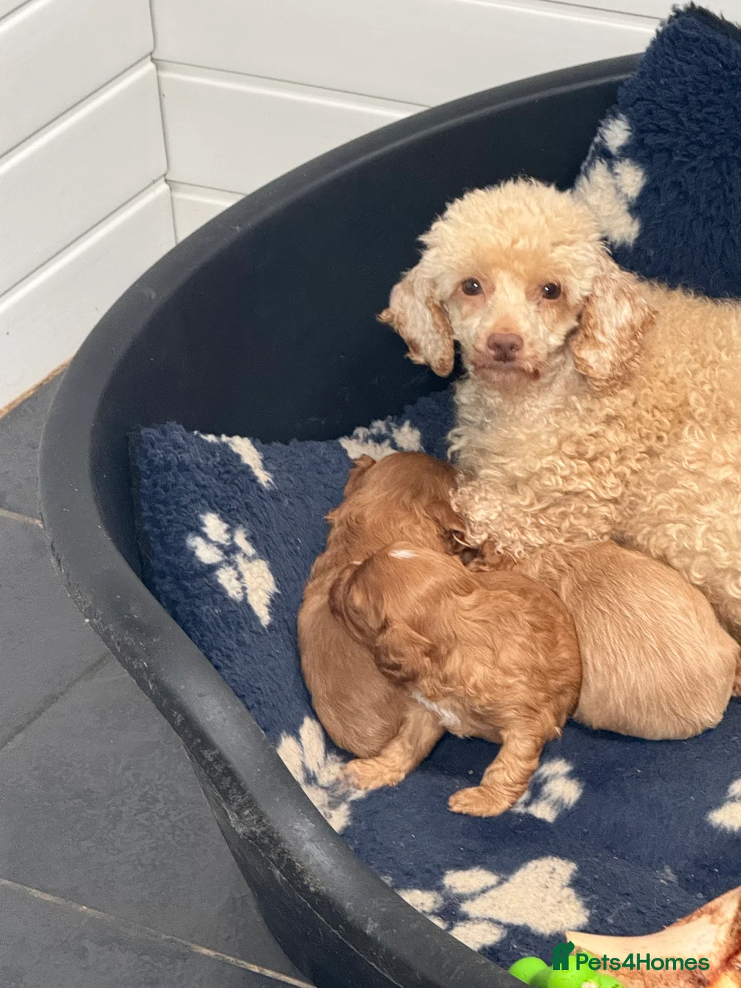 Cavapoo dogs for sale: Beautiful F1 Cavapoos  - Advert 6
