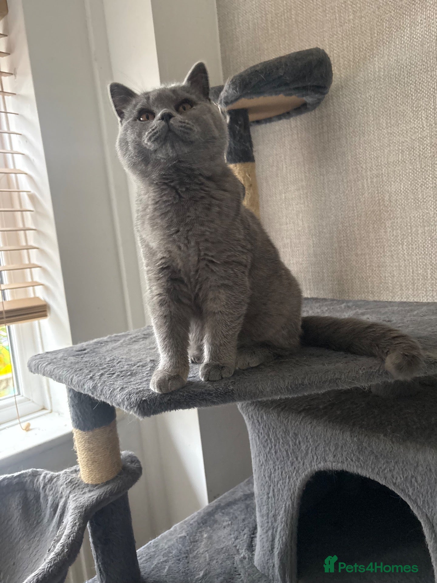 British Shorthair cats for sale: LAST GIRL - stunning British Shorthair kitten - Advert 3