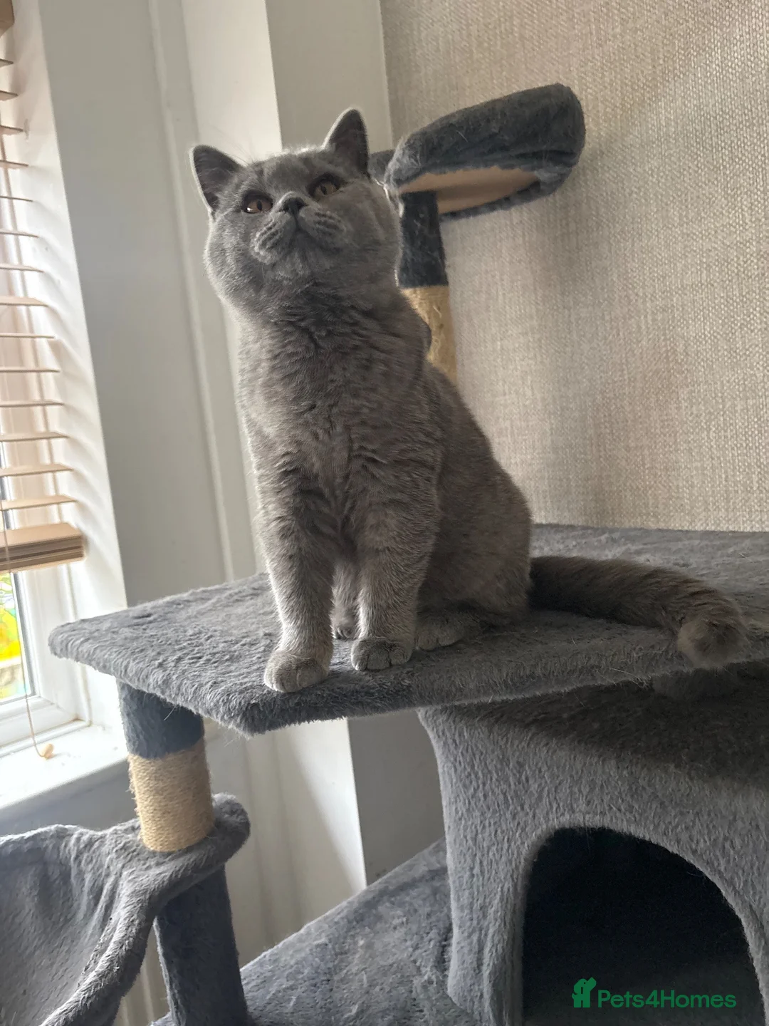 British Shorthair cats for sale: LAST GIRL - stunning British Shorthair kitten - Advert 1