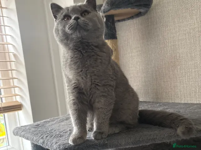 British Shorthair cats for sale: LAST GIRL - stunning British Shorthair kitten - Advert 1