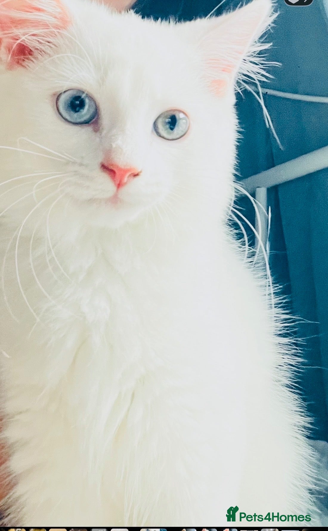 Persian cats 🚨URGENT🚨White Persian X Angora Female kitten    - Advert 13