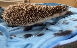 Pygmy Hedgehog rodents for sale: Pygmy Hedgehogs Available - Image 7