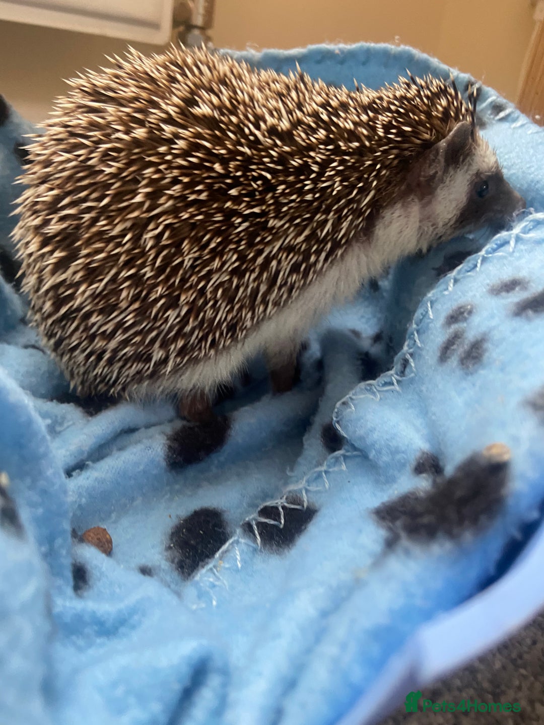 Pygmy Hedgehog rodents for sale: Pygmy Hedgehogs Available - Image 7