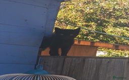 British Shorthair cats for sale: Two free two selling!!!! - Image 5