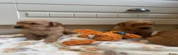 Golden Retriever dogs for sale: KC working line from health tested parents  in Saltburn-by-the-Sea - Advert 6