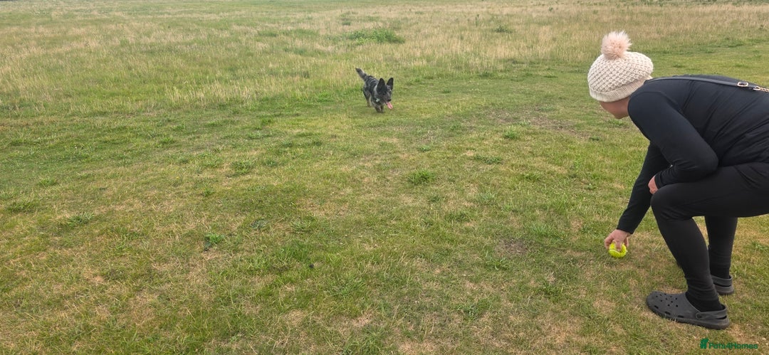 Mixed Breed dogs for stud: Our beautiful boy Patch in Ashford - Image 5