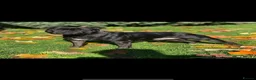 Staffordshire Bull Terrier dogs for sale: 🖤💙 Stunning Litter - Advert 3
