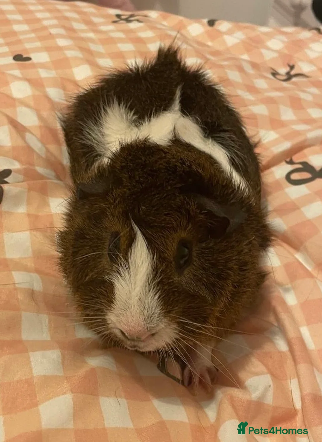 Guinea Pig rodents for sale: Alfie - Male Guinea Pig - Advert 2