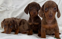 Miniature Dachshund dogs for sale: Dachshund puppy’s for sale - Image 19