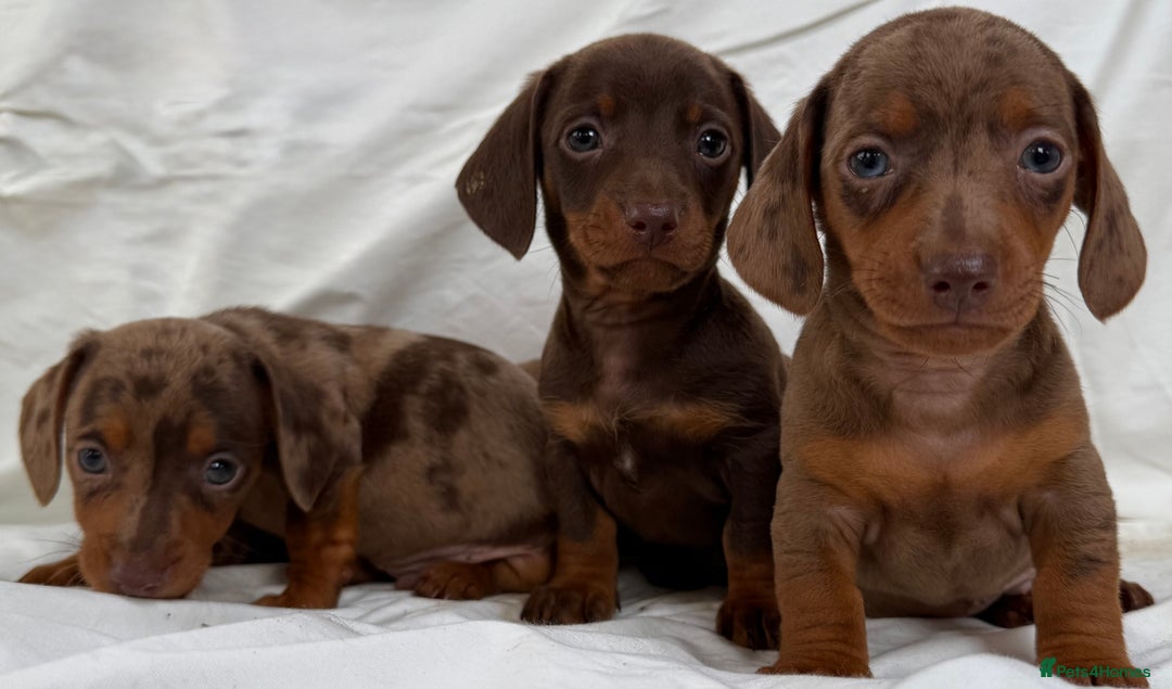 Miniature Dachshund dogs for sale: Dachshund puppy’s for sale - Image 19