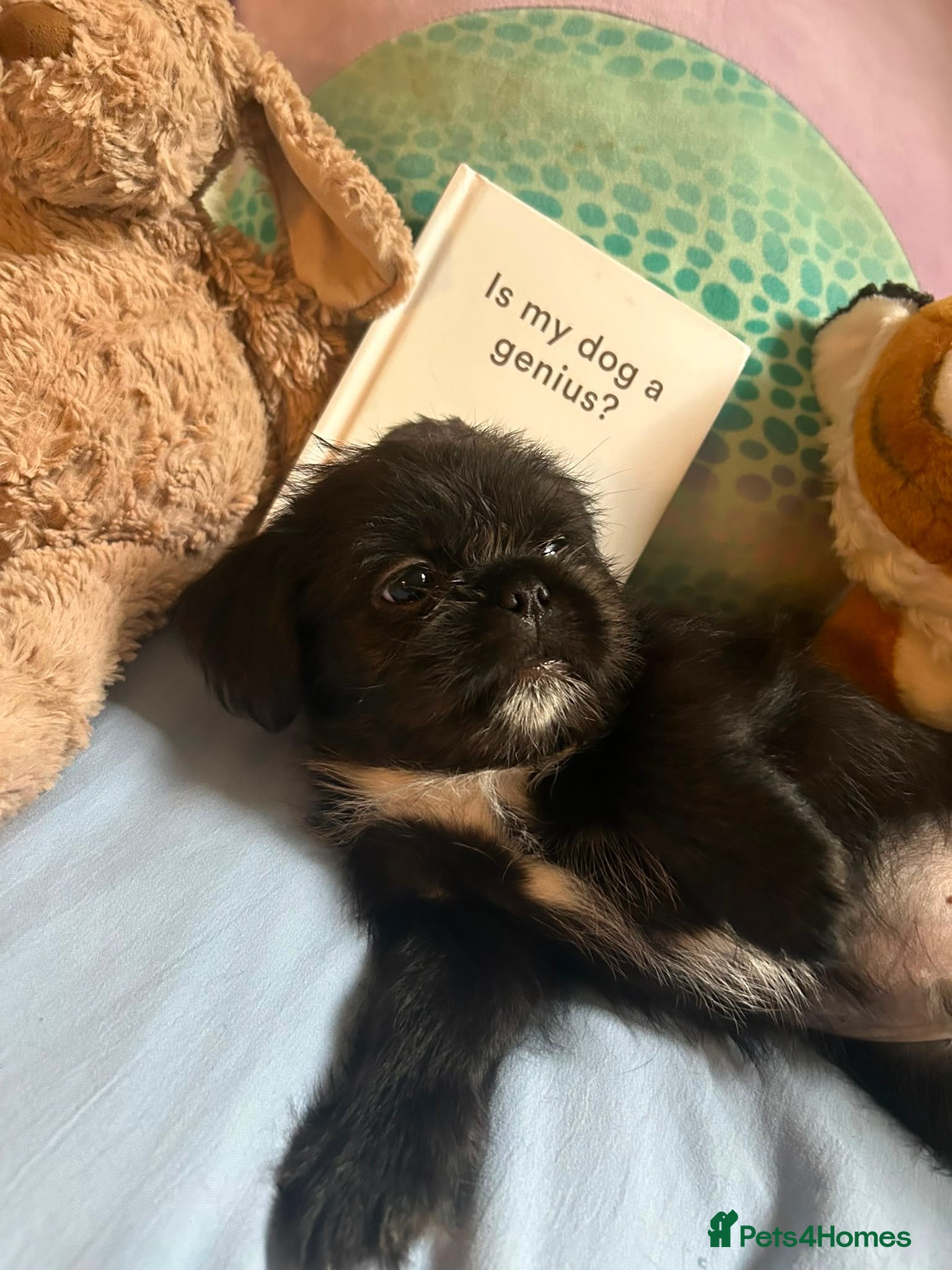 Mixed Breed dogs Pug Tzu puppies 🐶  - Advert 10