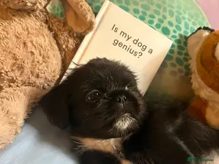 Mixed Breed dogs Pug Tzu puppies 🐶 - Advert 10