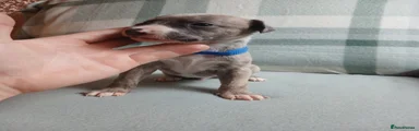 Boy Whippet 1
