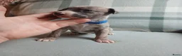 Whippet dogs for sale: Exceptional litter of KC whippets  in Shrewsbury - Advert 7