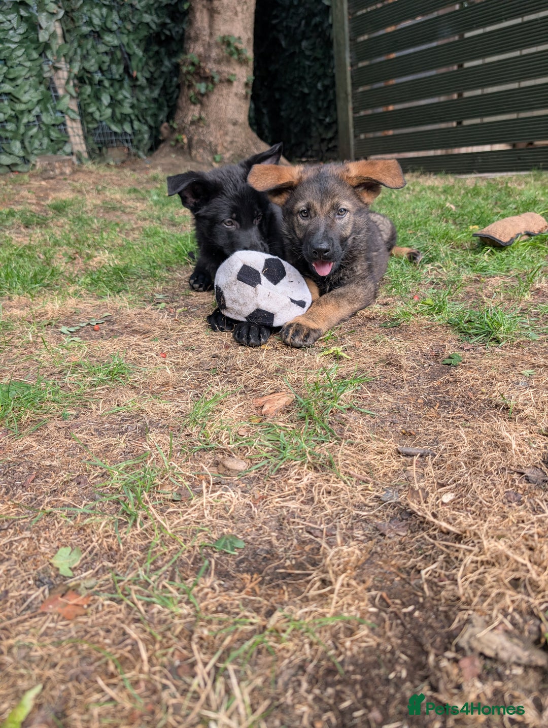 German Shepherd dogs for sale: German Shepherd puppies  - Image 7