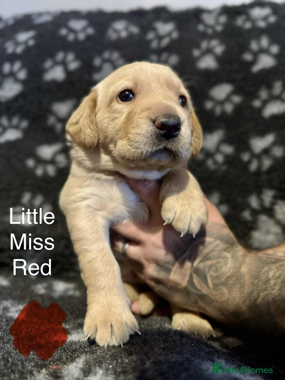 Labrador Retriever dogs for sale: Dudley Fox Red Labradors with FTCH in lineage - Advert 25