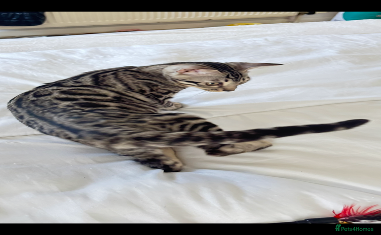 Bengal cats - Advert 5