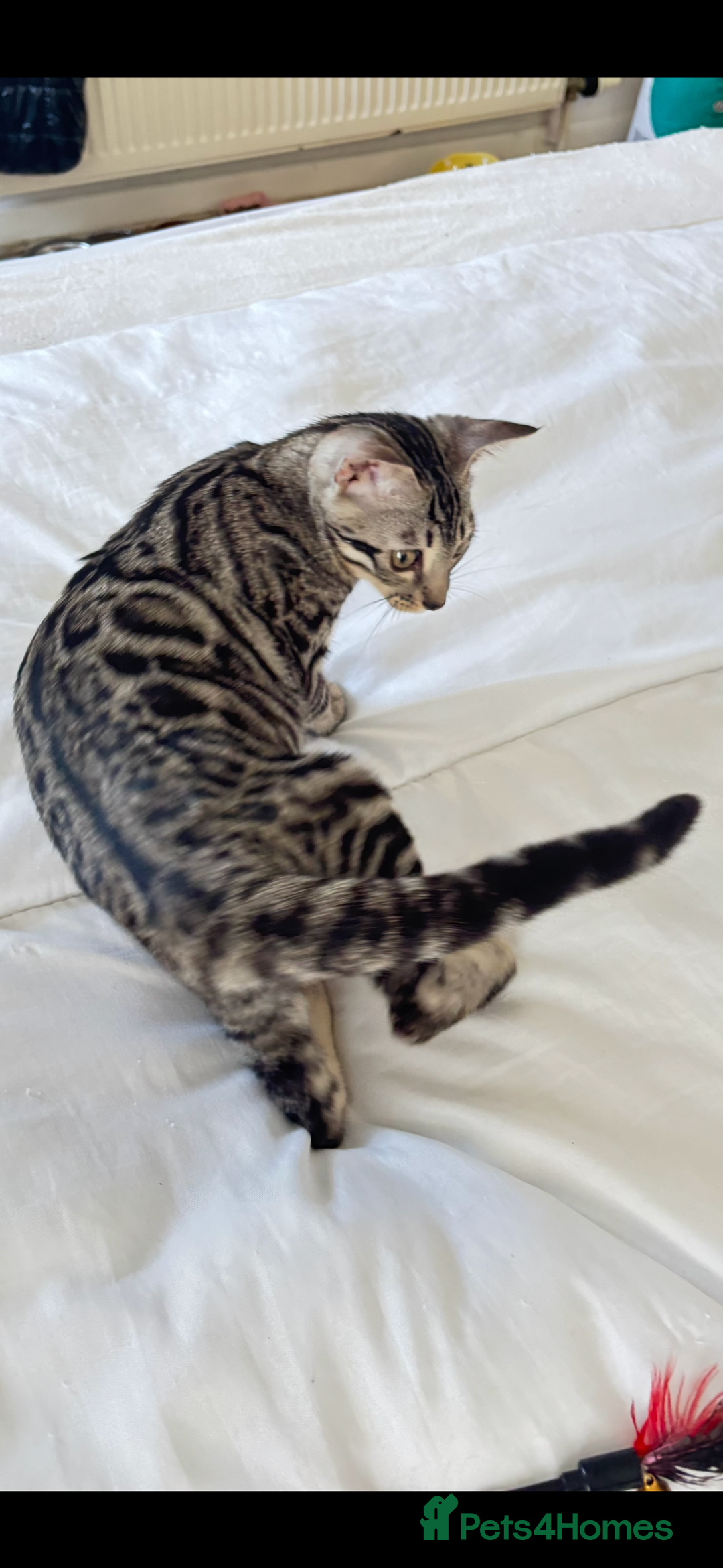 Bengal cats for sale: 🖤 TICA REGISTERED 🔥 ONLY 1 LEFT 🩶  - Image 5