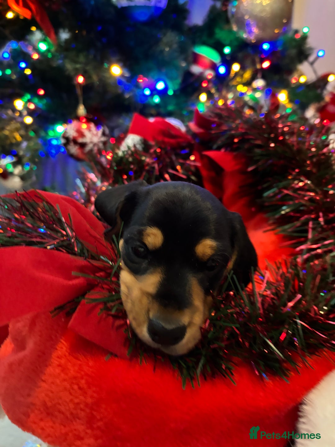 Miniature Dachshund dogs for sale: KC Registered Miniature dachshund  - Advert 11