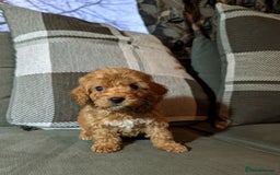 Cockapoo dogs for sale: Red cockapoos - Advert 3