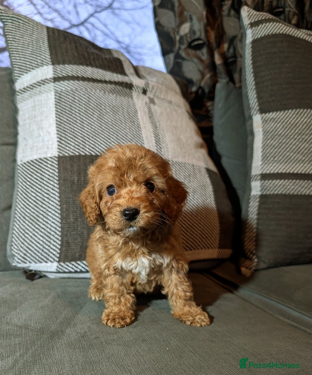 Cockapoo dogs for sale: Red cockapoos - Advert 3