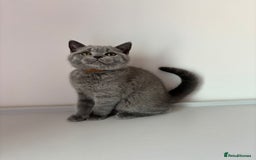 British Shorthair cats for sale: Chunky British Shorthair Kittens in Braintree - Image 20