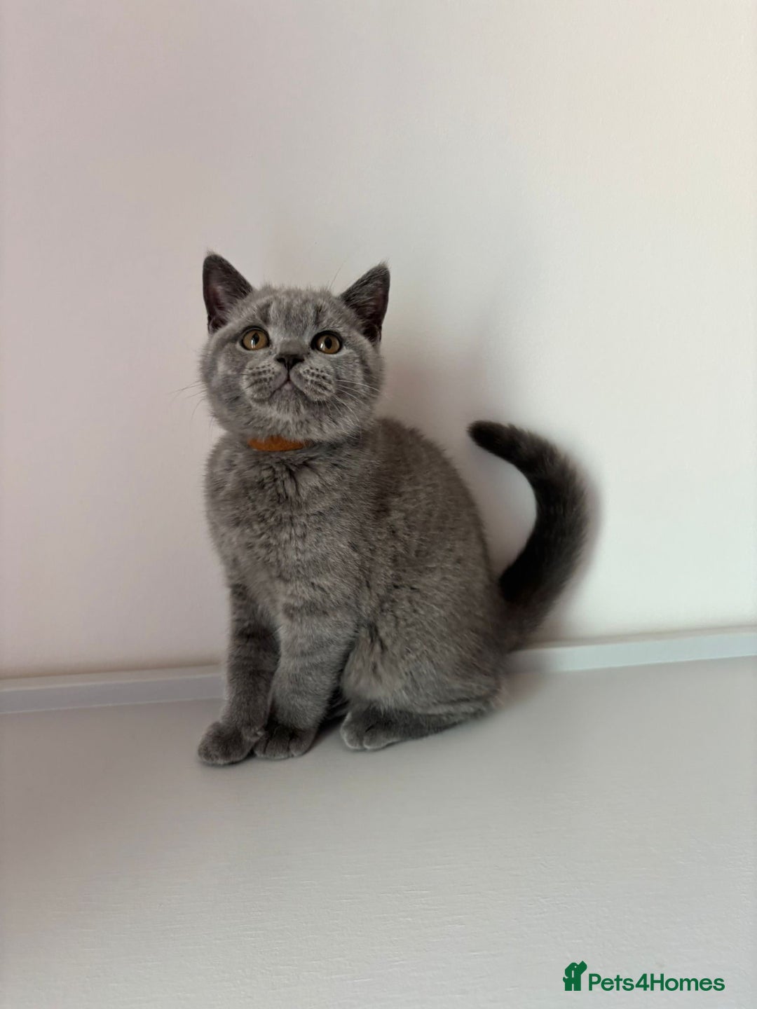 British Shorthair cats for sale: Chunky British Shorthair Kittens in Braintree - Image 20
