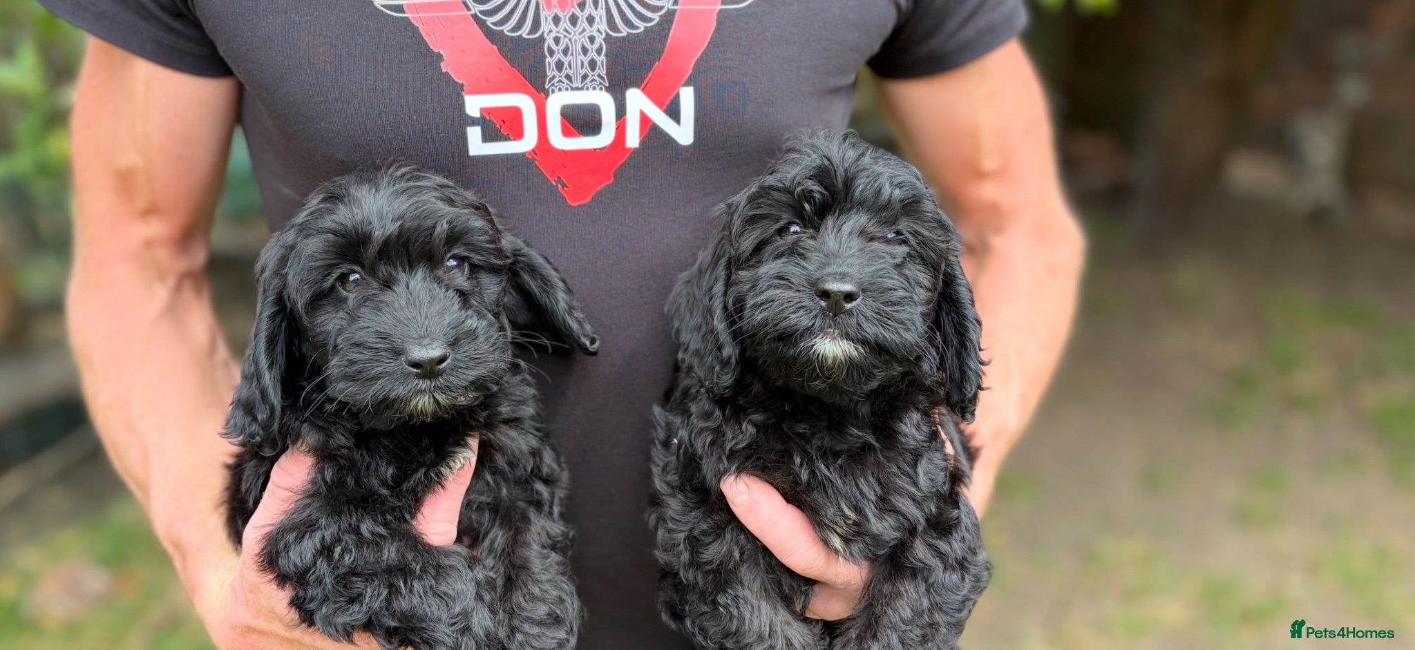 Cockapoo dogs Cockapoo pups - Advert 4