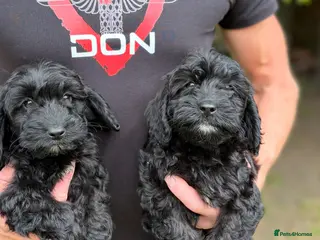Cockapoo dogs Cockapoo pups - Advert 2