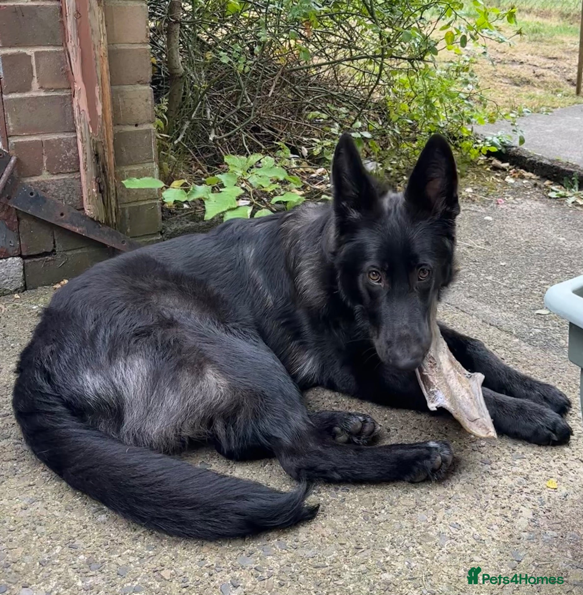 German Shepherd dogs Beautiful 9mth old black gsd  - Advert 4