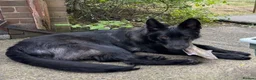 German Shepherd dogs for sale: Beautiful 9mth old black gsd  in Durham - Advert 5