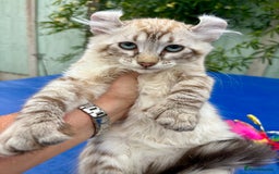 Savannah cats for sale: Breath taking rare girl - Image 16