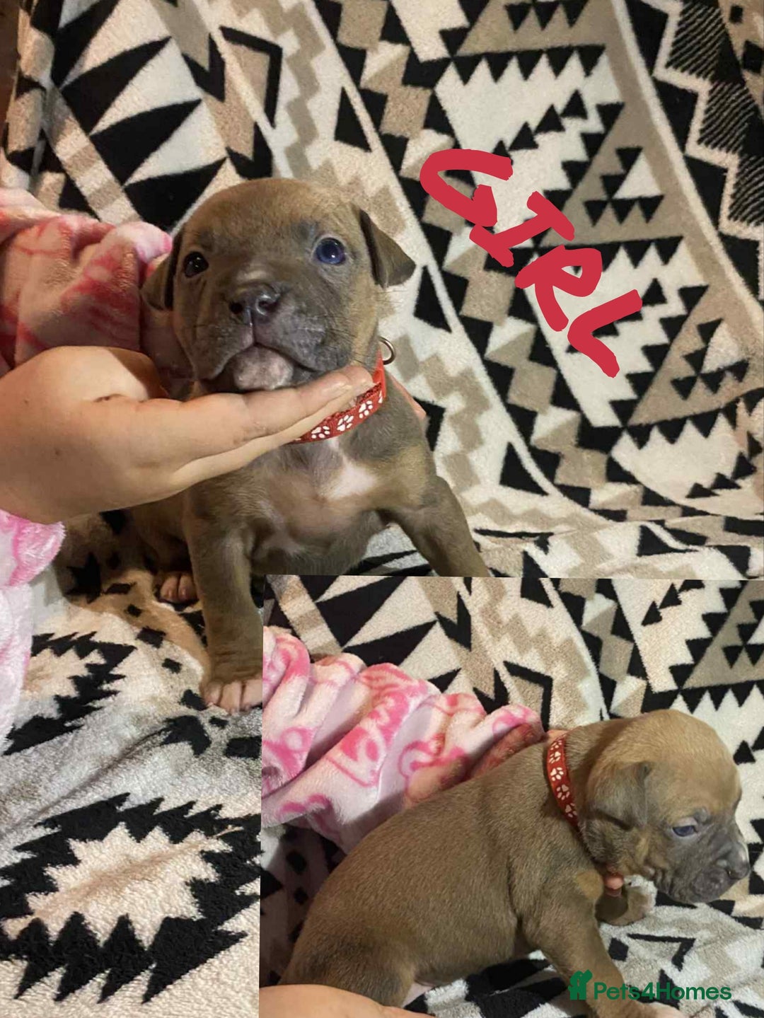 American Bully dogs for sale: Beautiful amarican pocket bullys  - Advert 10