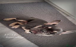 French Bulldog dogs for sale: Beau the frenchie - Image 2