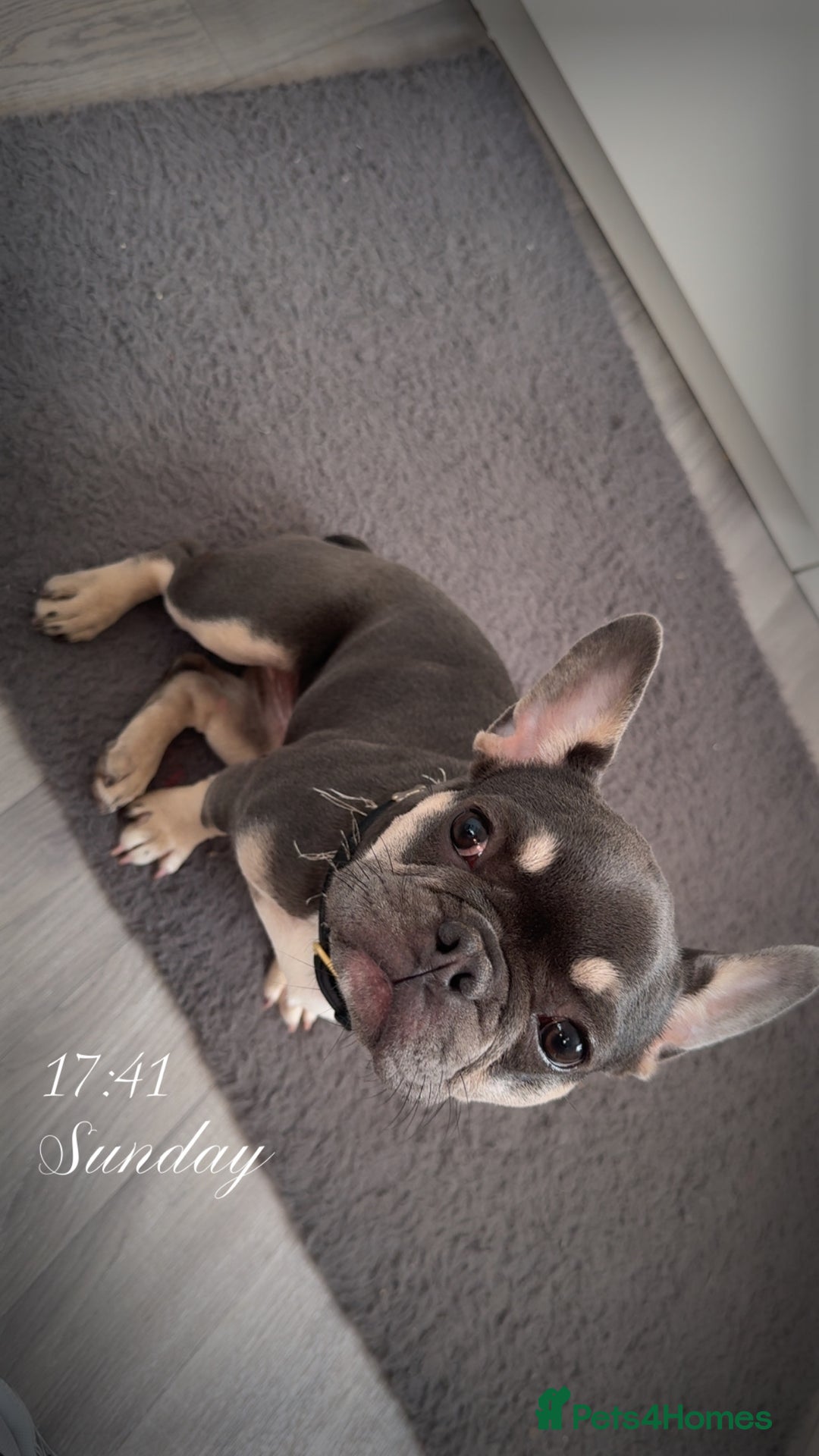 French Bulldog dogs for sale: Beau the frenchie - Image 2