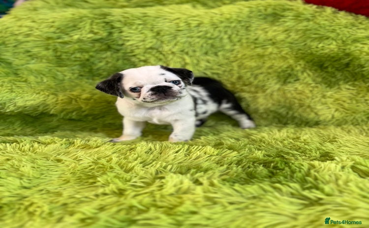 Pug dogs - Advert 16